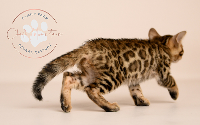 Bengal kitten for sale